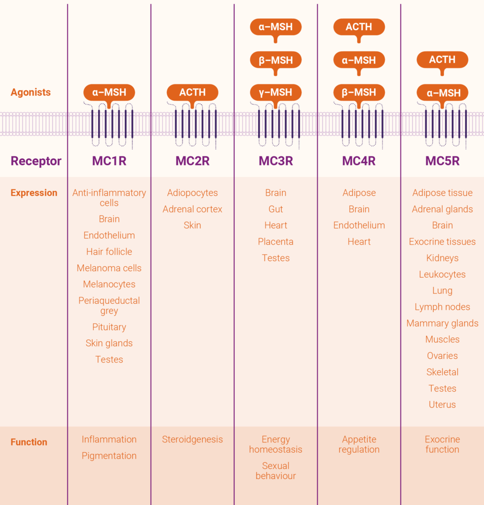 Graphic - Table of MCR Receptors