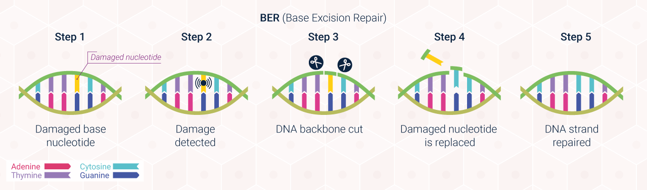 Diagram: DNA BER (Base Excision Repair)