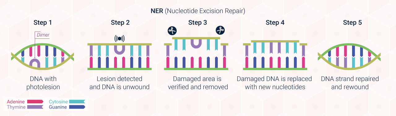 Diagram: DNA NER (Nucleotide Excision Repair)