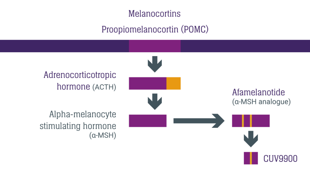 Diagram: Melanocortin derived
